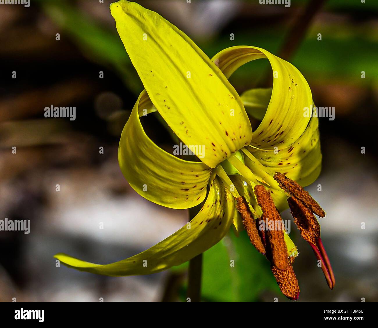 Here is a photo of a Trout Lily taken at Lake Williams, York County