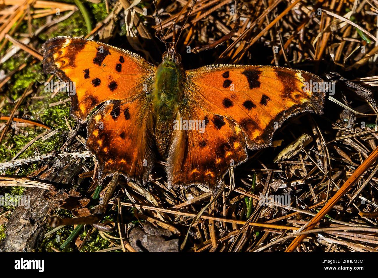Here is a photo of a butterfly that landed on the ground just long enough for me to take a photo Stock Photo