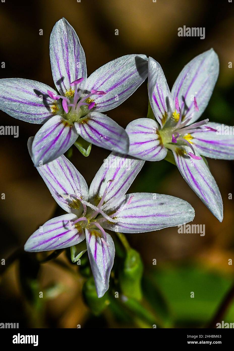 Here is a photo of beautiful spring wildflowers that I encountered while on a hike at Lake Williams, York County, Pennsylvania USA Stock Photo