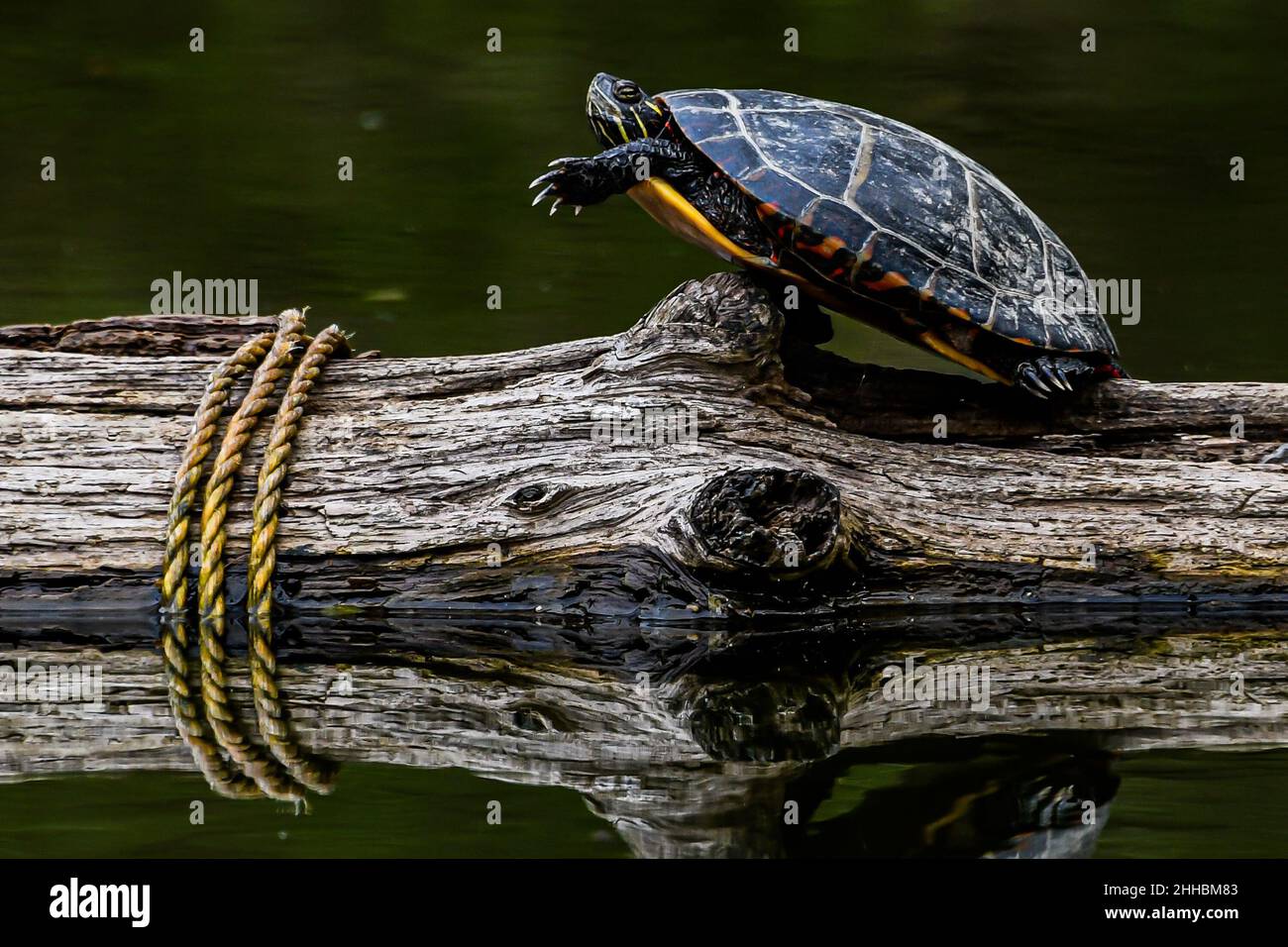 Here is a photo of a turtle in an awkward position basking in the sunshine at Richard M Nixon County Park, York County, Pennsylvania USA Stock Photo
