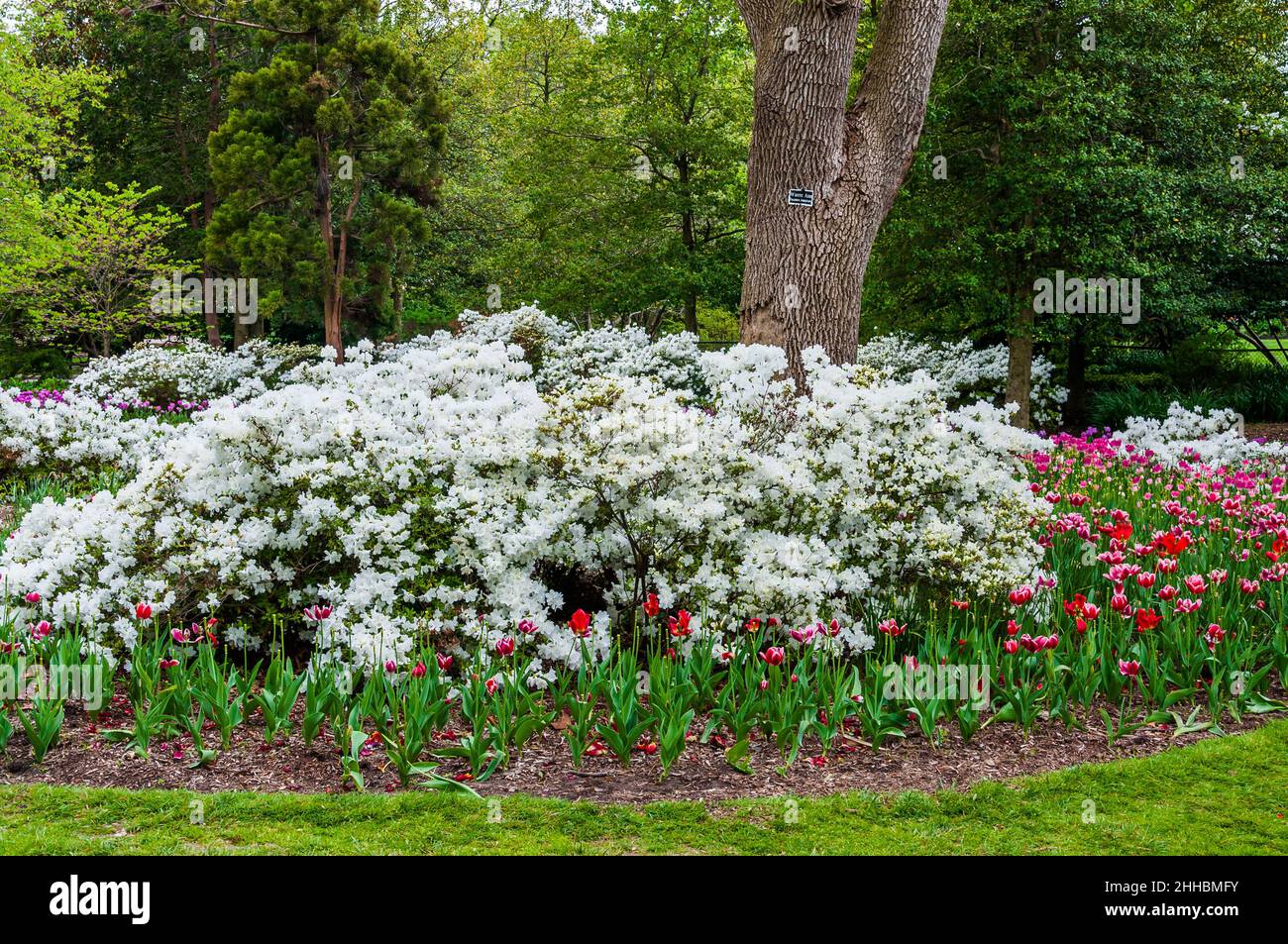 Azaleas and tulips at Sherwood Gardens Park, in Guilford, Baltimore,  Maryland Stock Photo - Alamy, image size:1300x953
