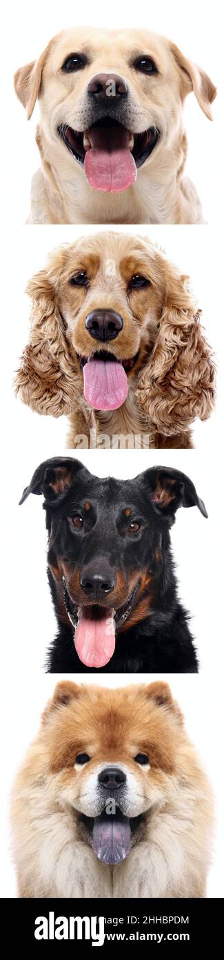 Group of beautiful dogs in front of a white background Stock Photo - Alamy