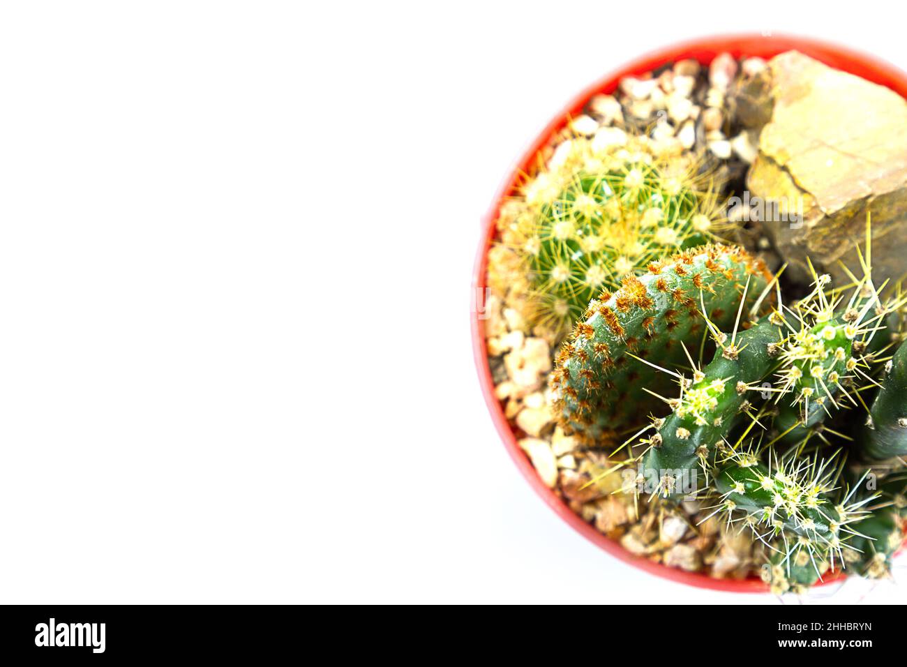 small cactus houseplant in pot on white background Stock Photo - Alamy