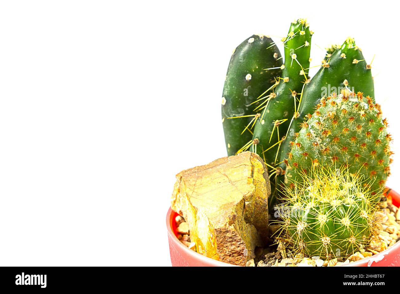 small cactus houseplant in pot on white background Stock Photo - Alamy