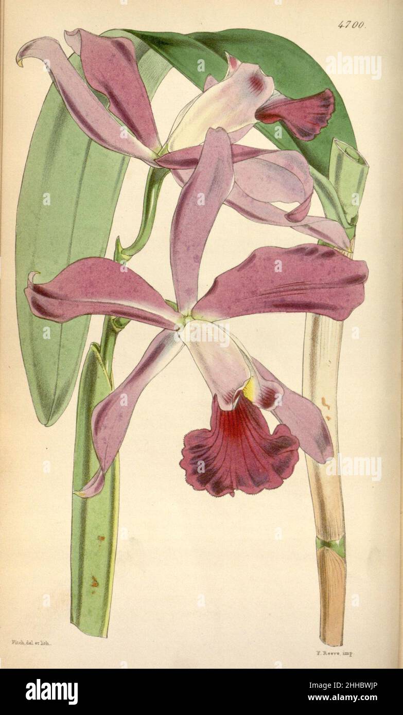 Sophrocattleya elegans (as Cattleya elegans) - Curtis' 79 (Ser. 3 no. 9) pl. 4700 (1853). Stock Photo