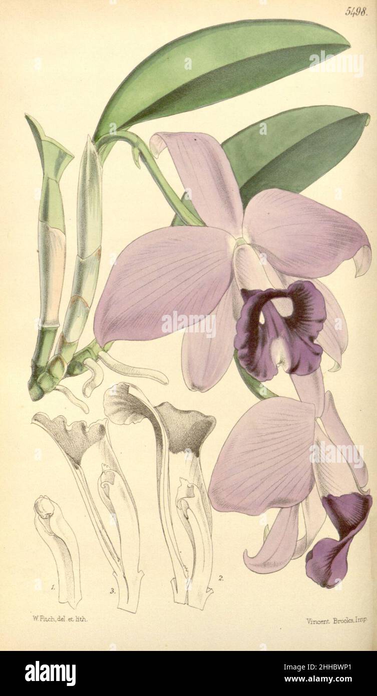 Sophronitis praestans (as Laelia praestans) - Curtis' 91 (Ser. 3 no. 21) pl. 5498 (1865). Stock Photo