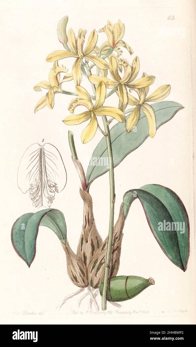 Sophronitis crispata (as Laelia flava) - Edwards vol 28 (NS 5) pl 62 (1842). Stock Photo