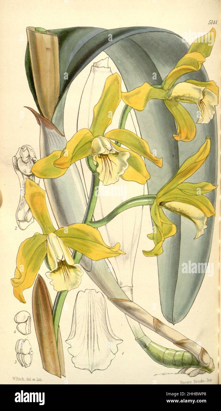 Sophronitis xanthina (as Laelia xanthina) - Curtis' 85 (Ser. 3 no. 15) pl. 5144 (1859). Stock Photo