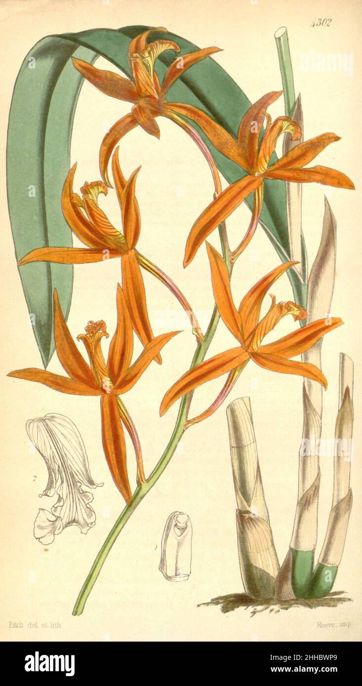 Sophronitis cinnabarina (as Laelia cinnabarina ) - Curtis' 73 (Ser. 3 no. 3) pl. 4302 (1847). Stock Photo