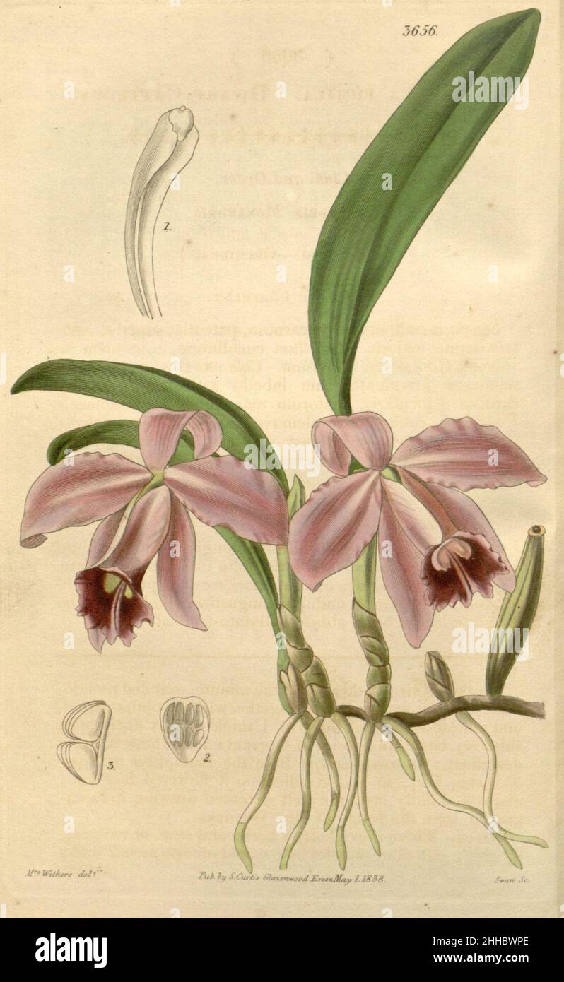 Sophronitis pumila (as Cattleya pumila) - Curtis' 65 (N.S. 12) pl. 3656 (1839). Stock Photo