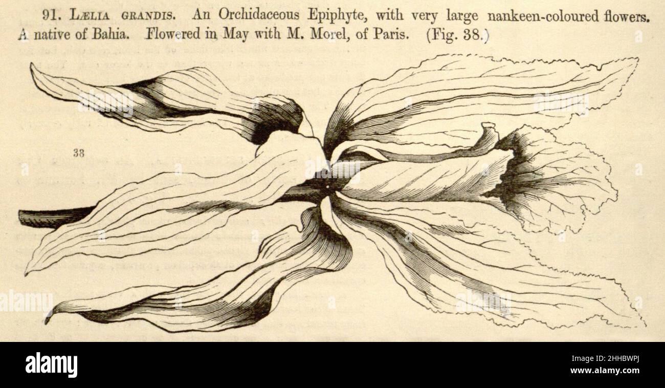 Sophronitis grandis (as Laelia grandis) - Paxton's Flower Garden vol. 1 page 60 fig. 38 (1853). Stock Photo