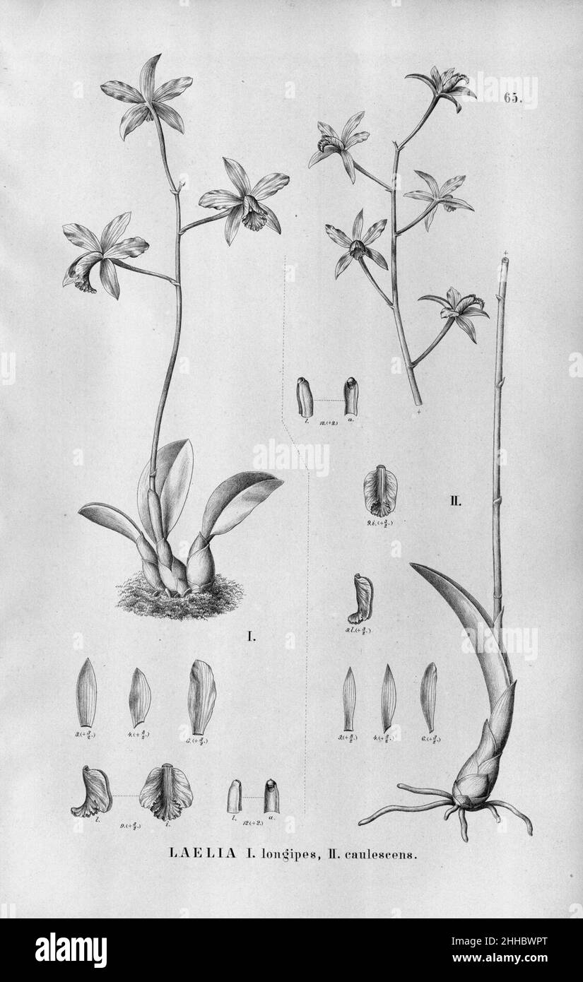 Sophronitis longipes or Laelia lucasiana (as Laelia longipes) - Sophronitis caulescens (as Laelia caulescens) - Fl.Br.3-5-65. Stock Photo