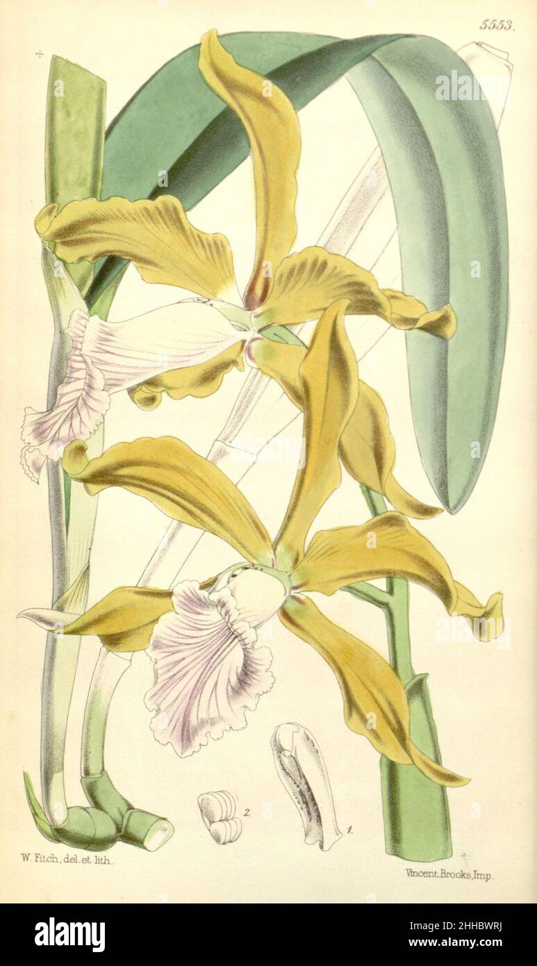 Sophronitis grandis (as Laelia grandis) - Curtis' 92 (Ser. 3 no. 22) pl. 5553 (1866). Stock Photo