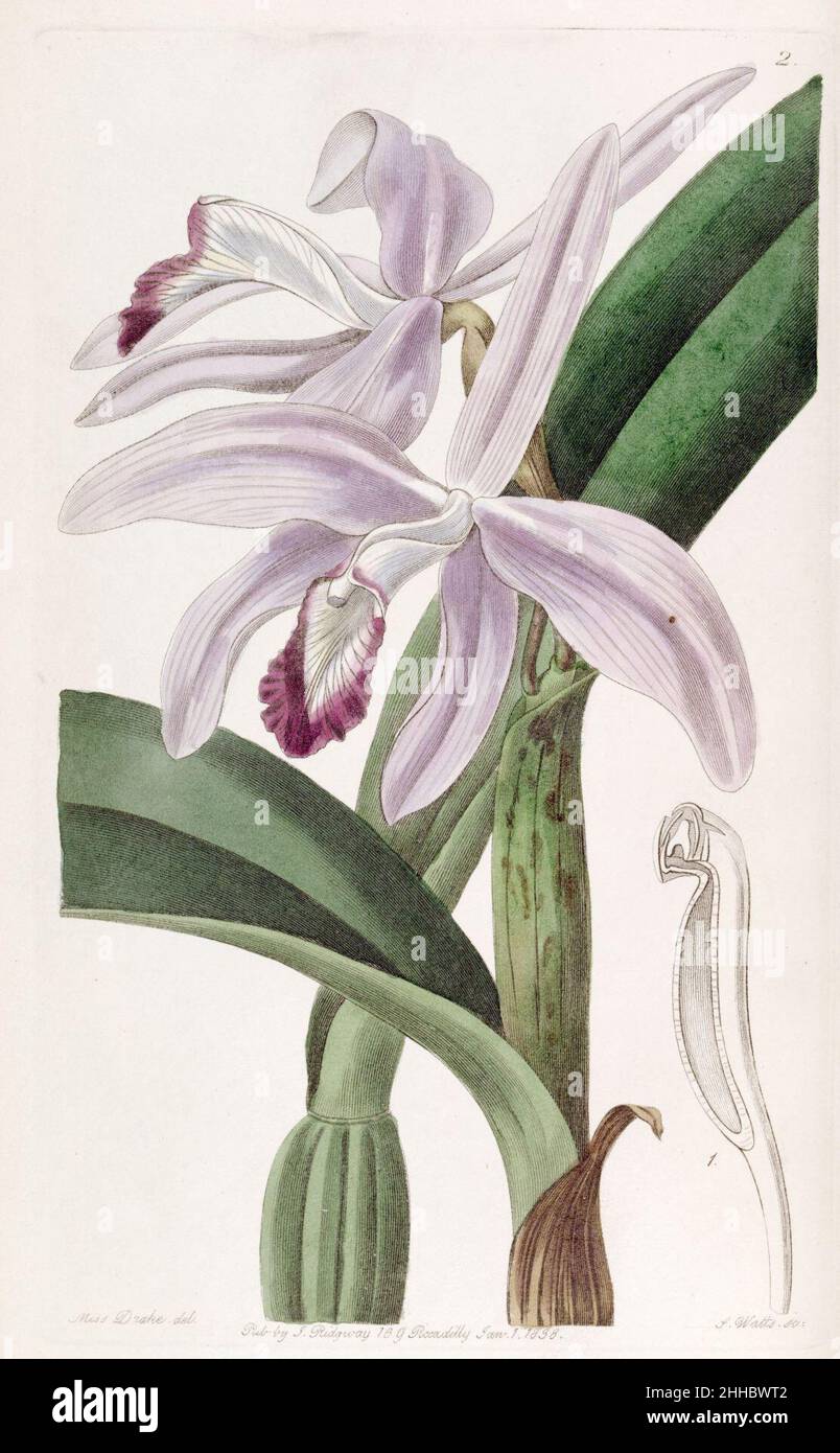 Sophronitis perrinii (as Cattleya perrinii) - Edwards vol 24 (NS 1) pl 2 (1838). Stock Photo