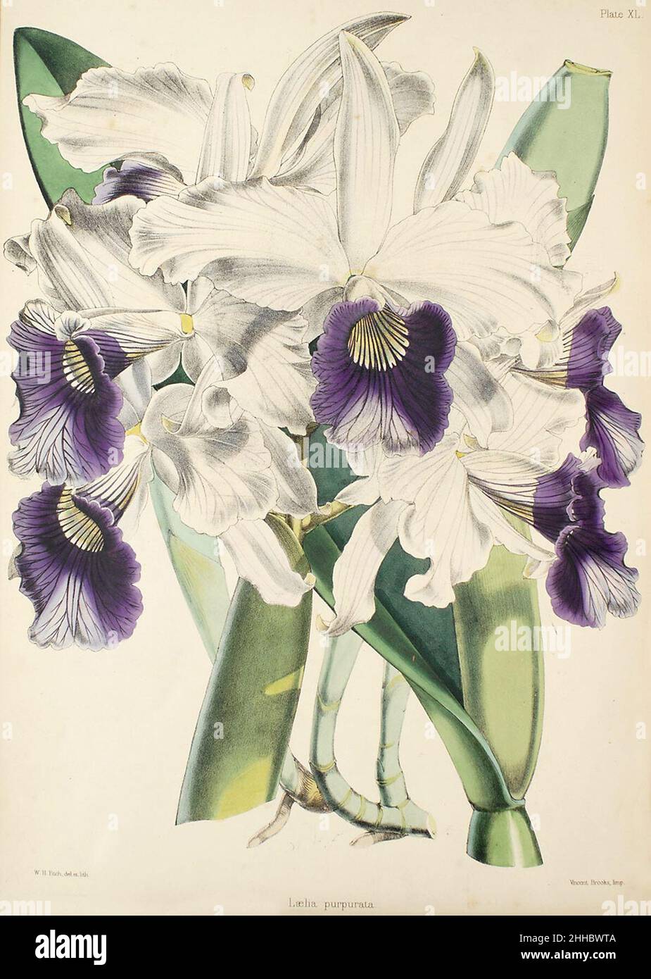 Sophronitis purpurata (as Laelia purpurata)- Warner, Williams - Select orch. plants 1, pl. 40 (1862-1865). Stock Photo