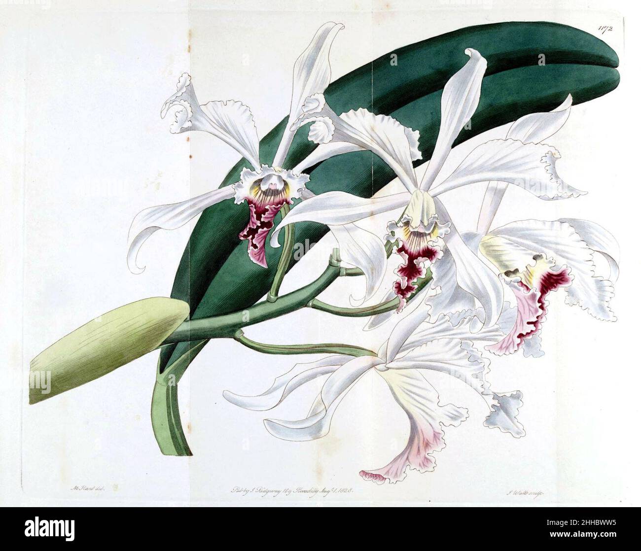 Sophronitis crispa (as Cattleya crispa) - Bot. Reg. 14 pl. 1172 (1828). Stock Photo