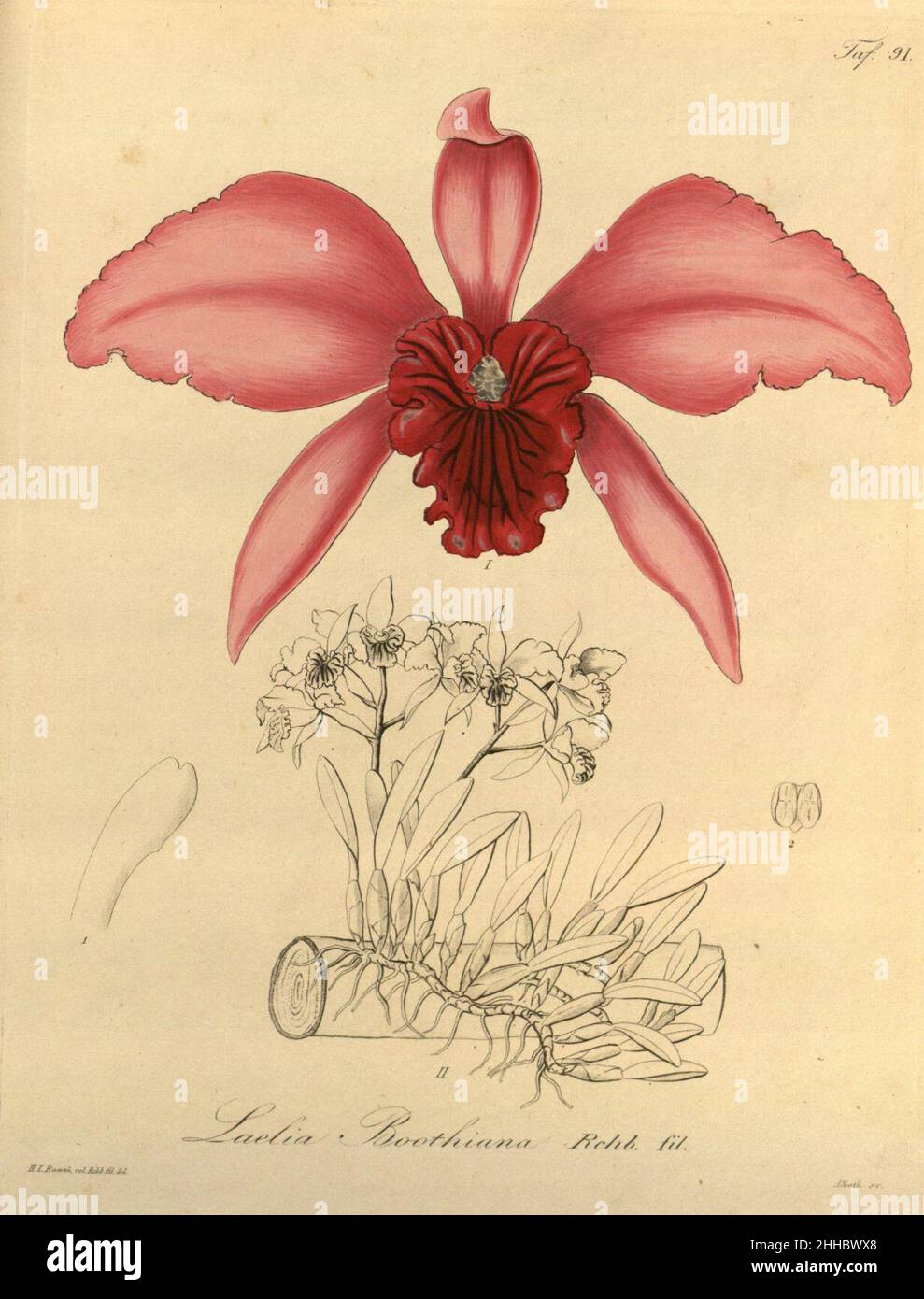 Sophronitis lobata (Laelia lobata) (as Laelia boothiana) - Xenia 1-91 (1858). Stock Photo