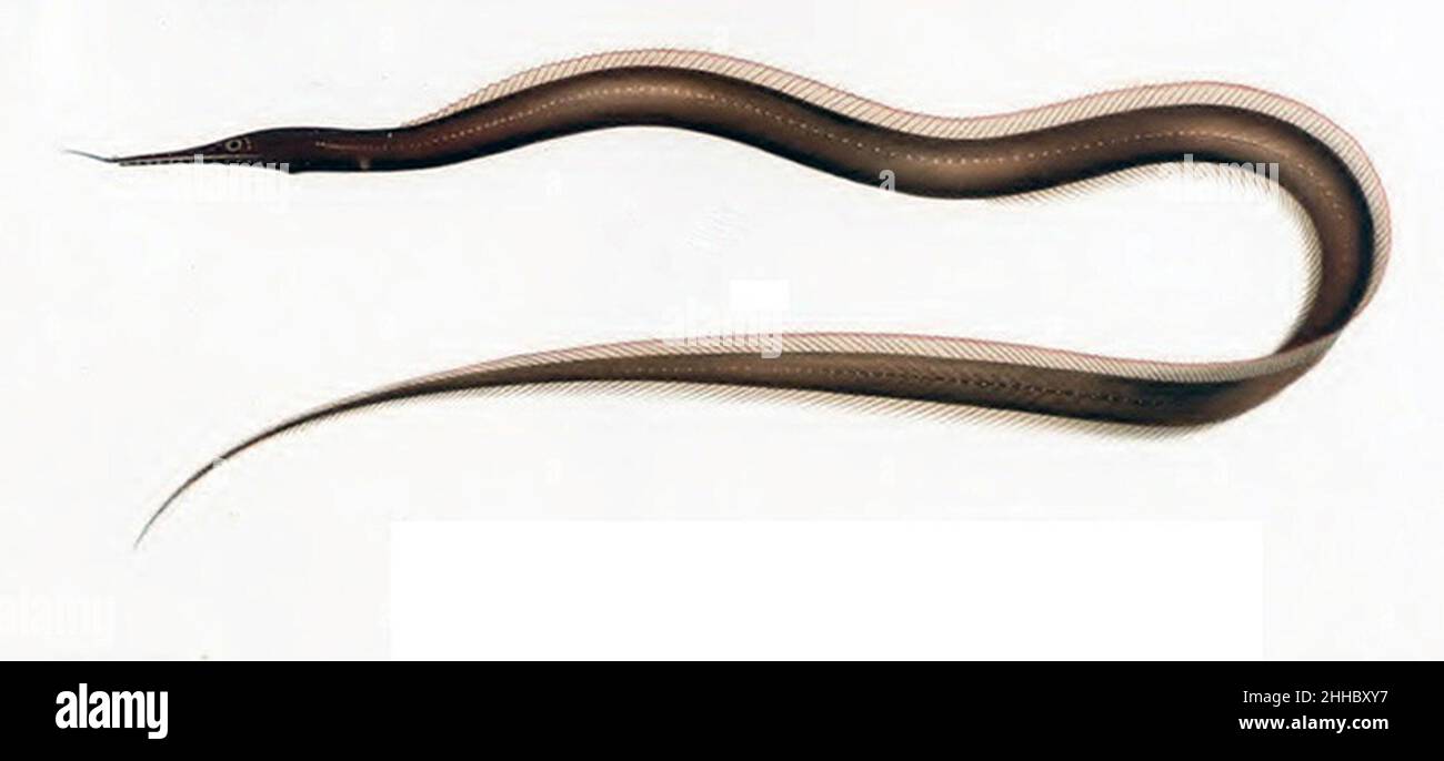 Sorceress eel (Venefica tentaculata). Stock Photo