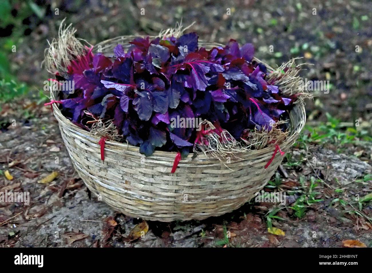 Red amaranth aka Lal Shakh Stock Photo