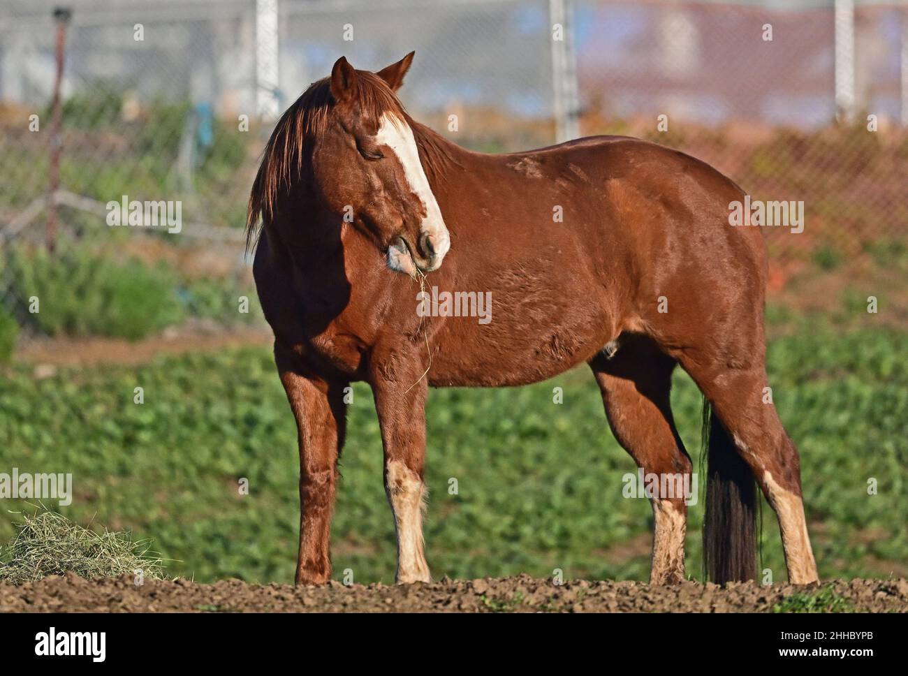 Equestrian Training Horse in the outdoor stable Stock Photo Alamy