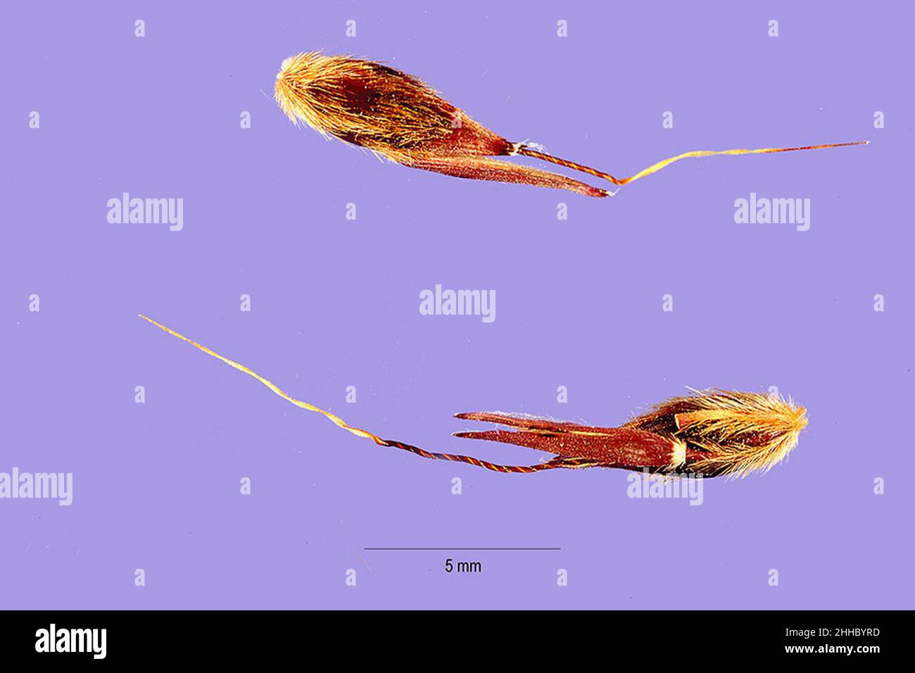 bicolor subsp. arundinaceum seeds 1 Stock Photo Alamy
