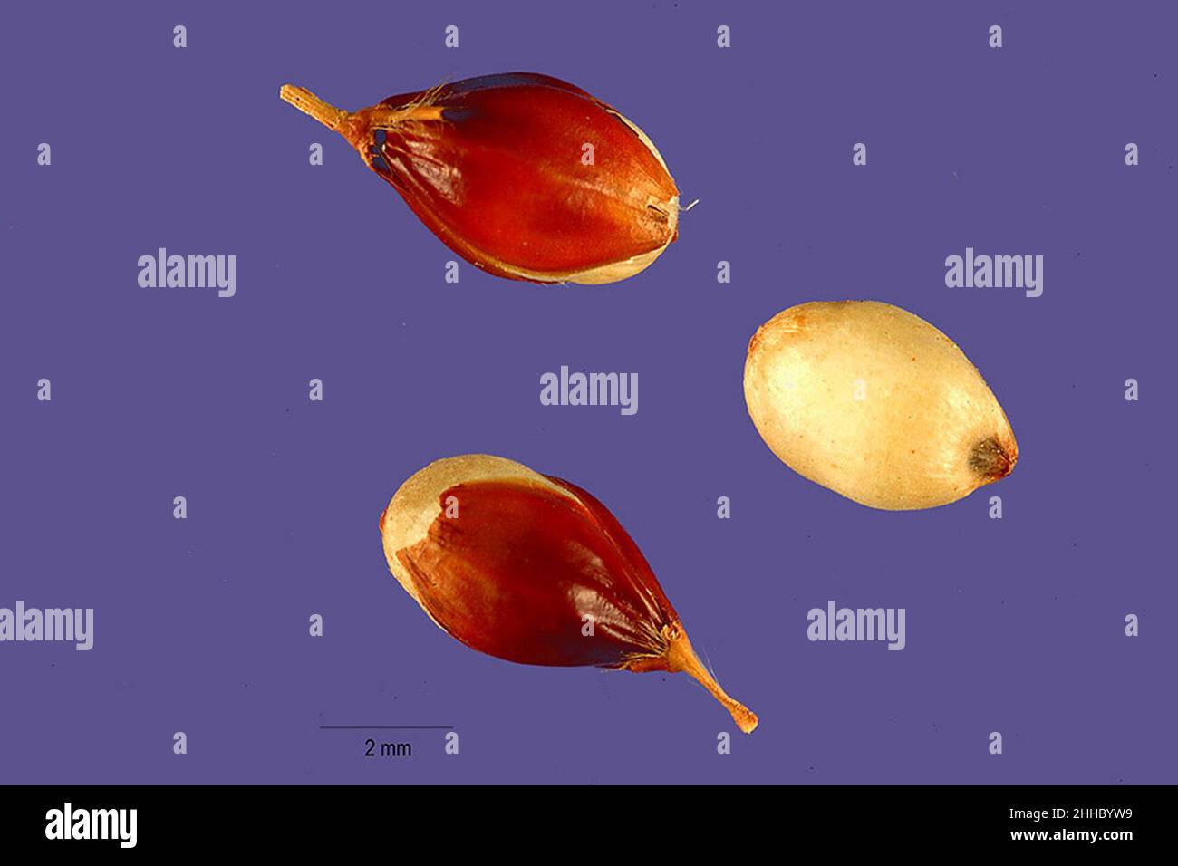 Sorghum bicolor subsp. bicolor seeds Stock Photo - Alamy