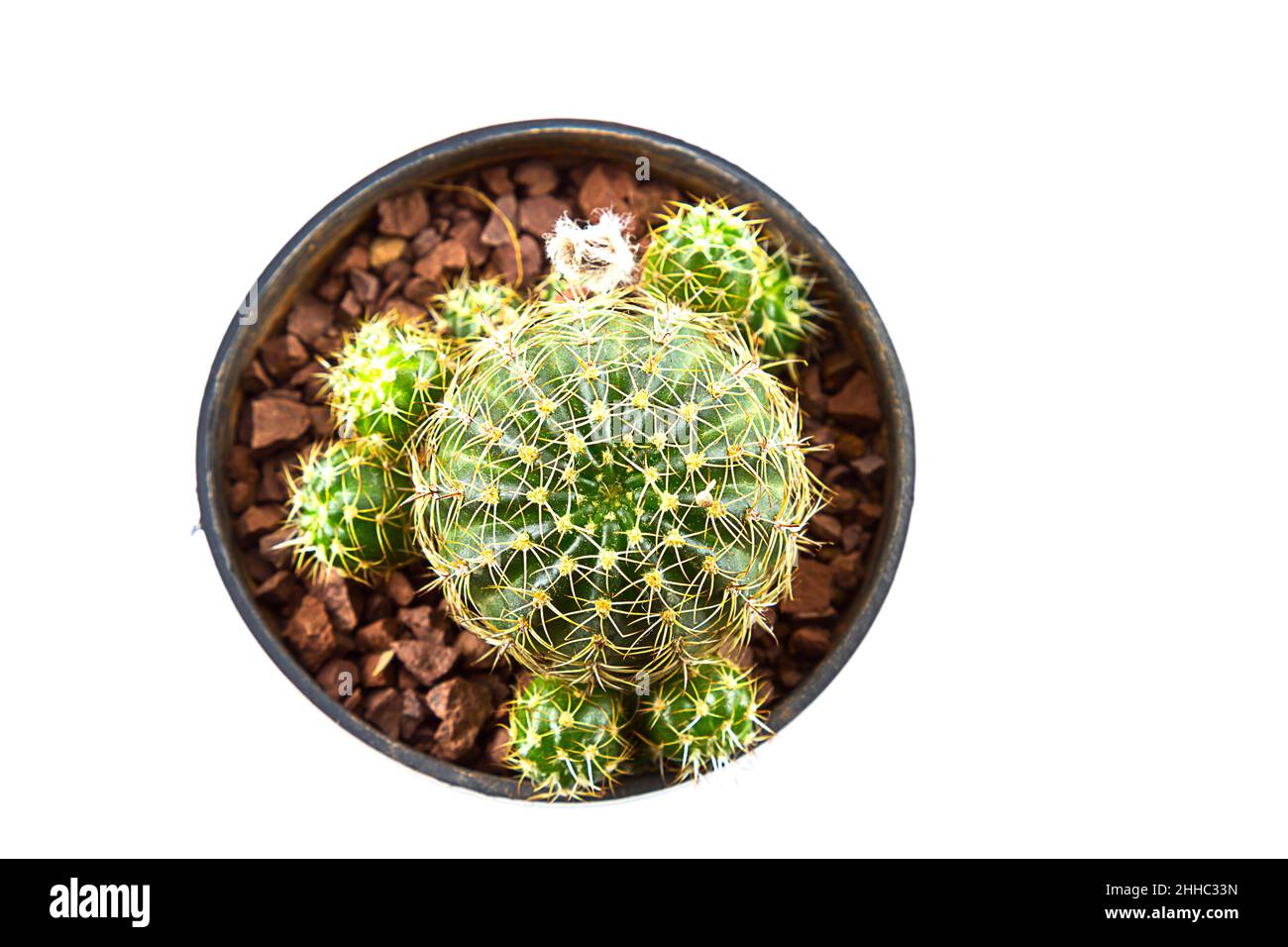 small cactus houseplant in pot on white background Stock Photo - Alamy