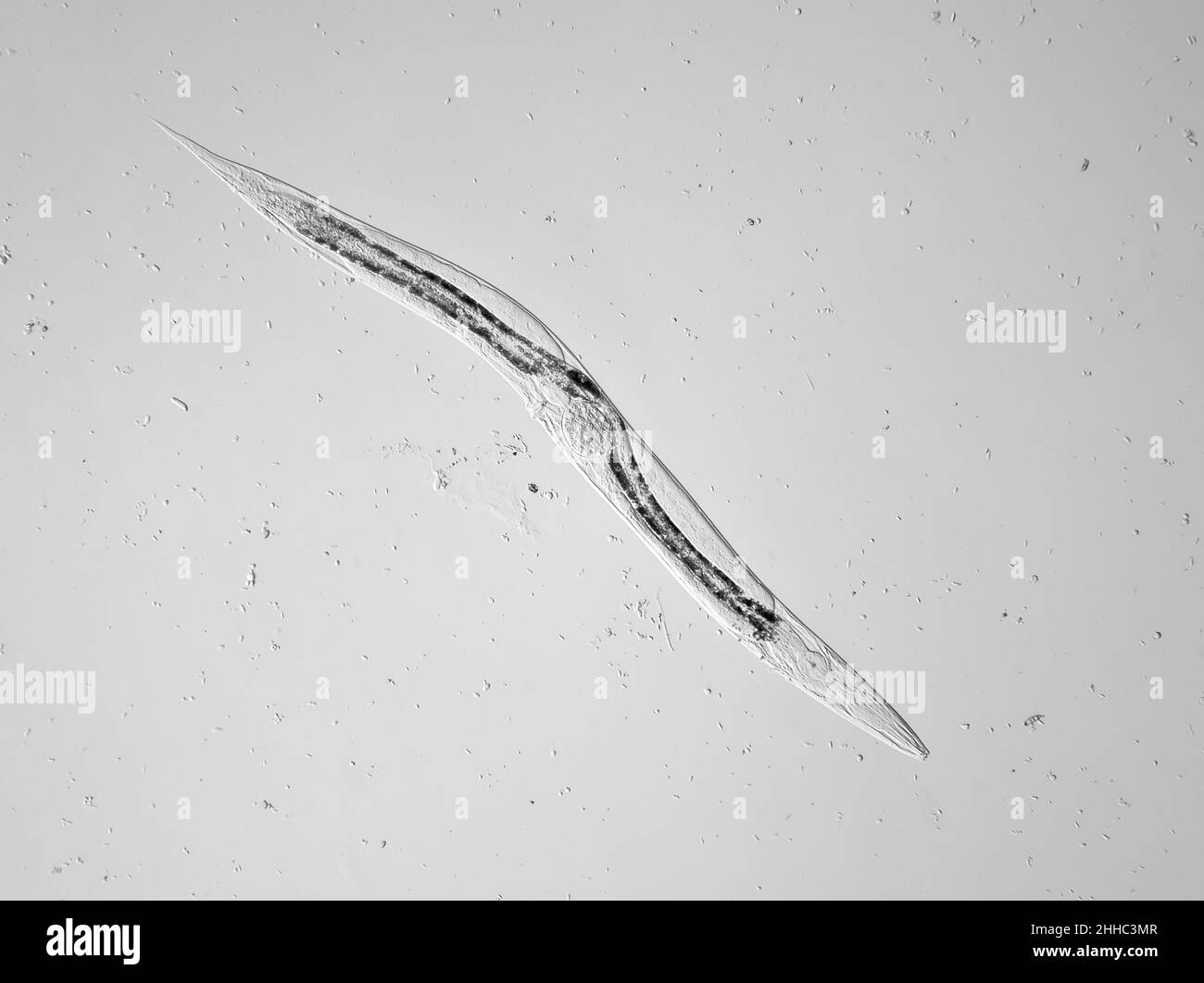 Microscopic free-living nematode worm (with an egg inside) from garden soil, possibly Panagrellus sp., horizontal field of view is about 1.1mm Stock Photo