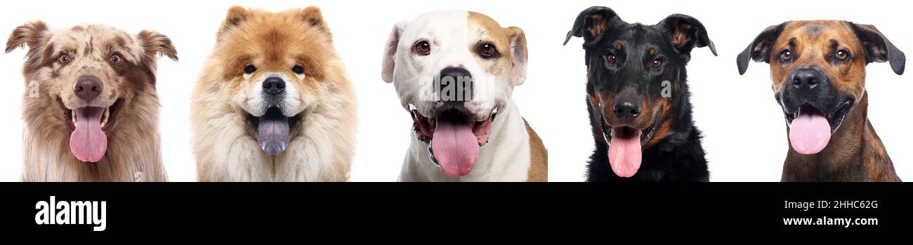 Group of beautiful dogs in front of a white background Stock Photo - Alamy