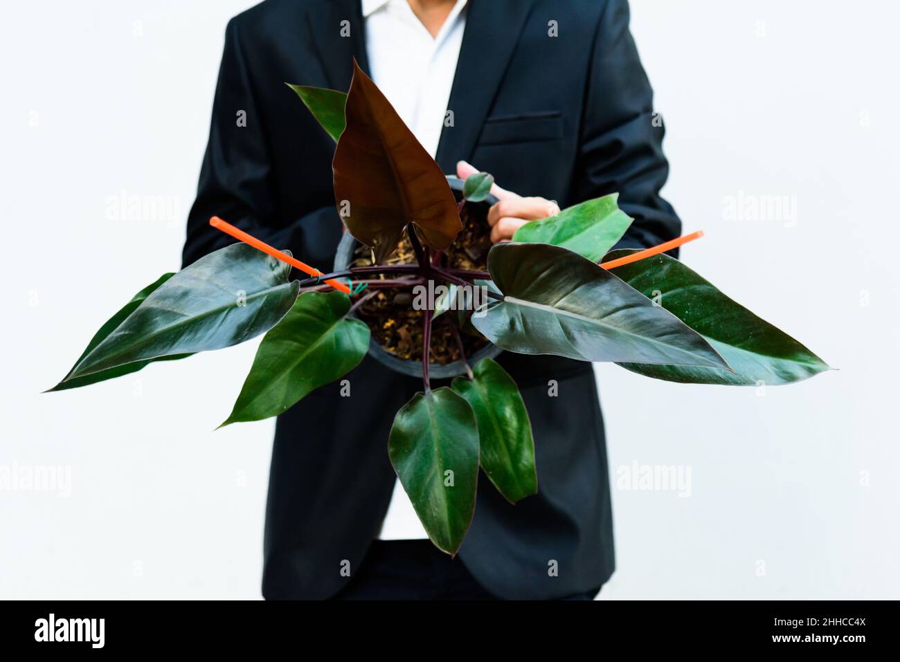Dieffenbachia hi-res stock photography and images - Alamy