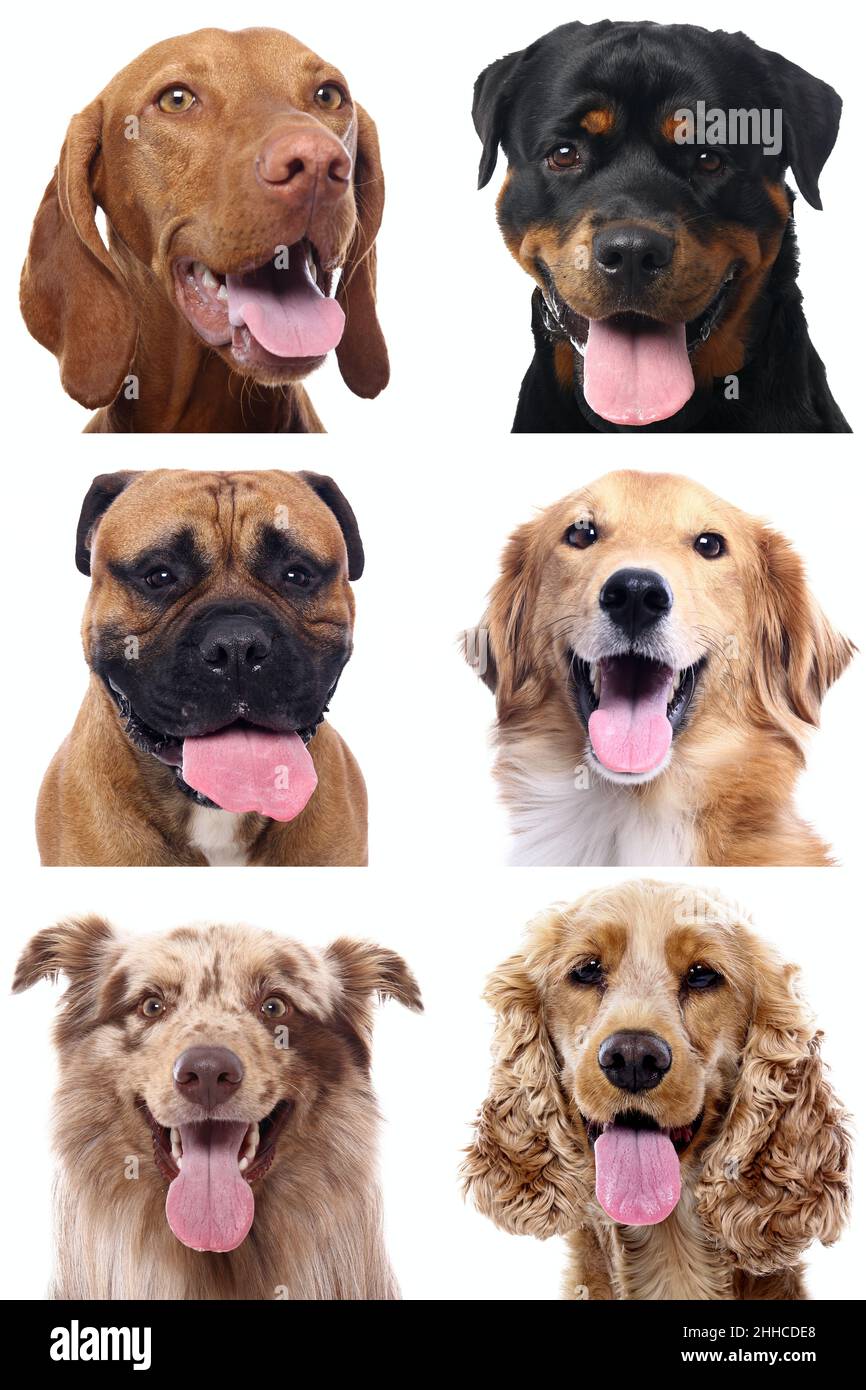 Group of beautiful dogs in front of a white background Stock Photo - Alamy