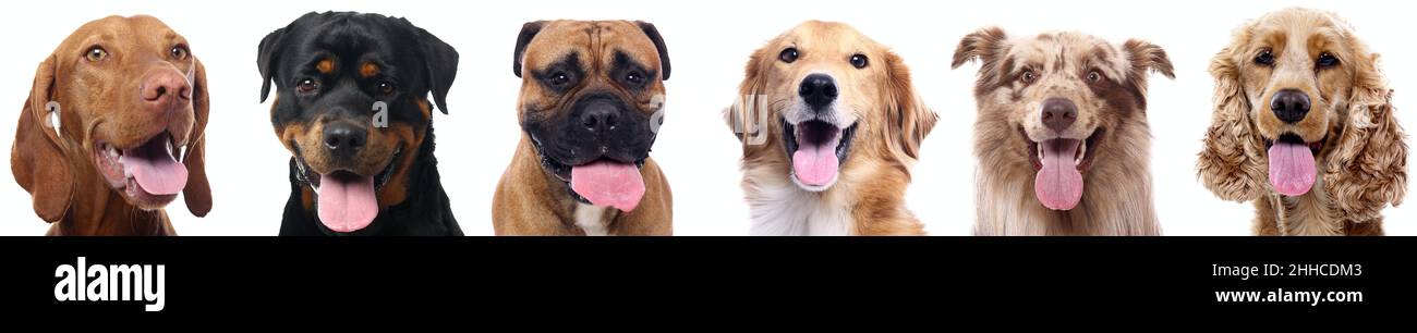 Group of beautiful dogs in front of a white background Stock Photo - Alamy