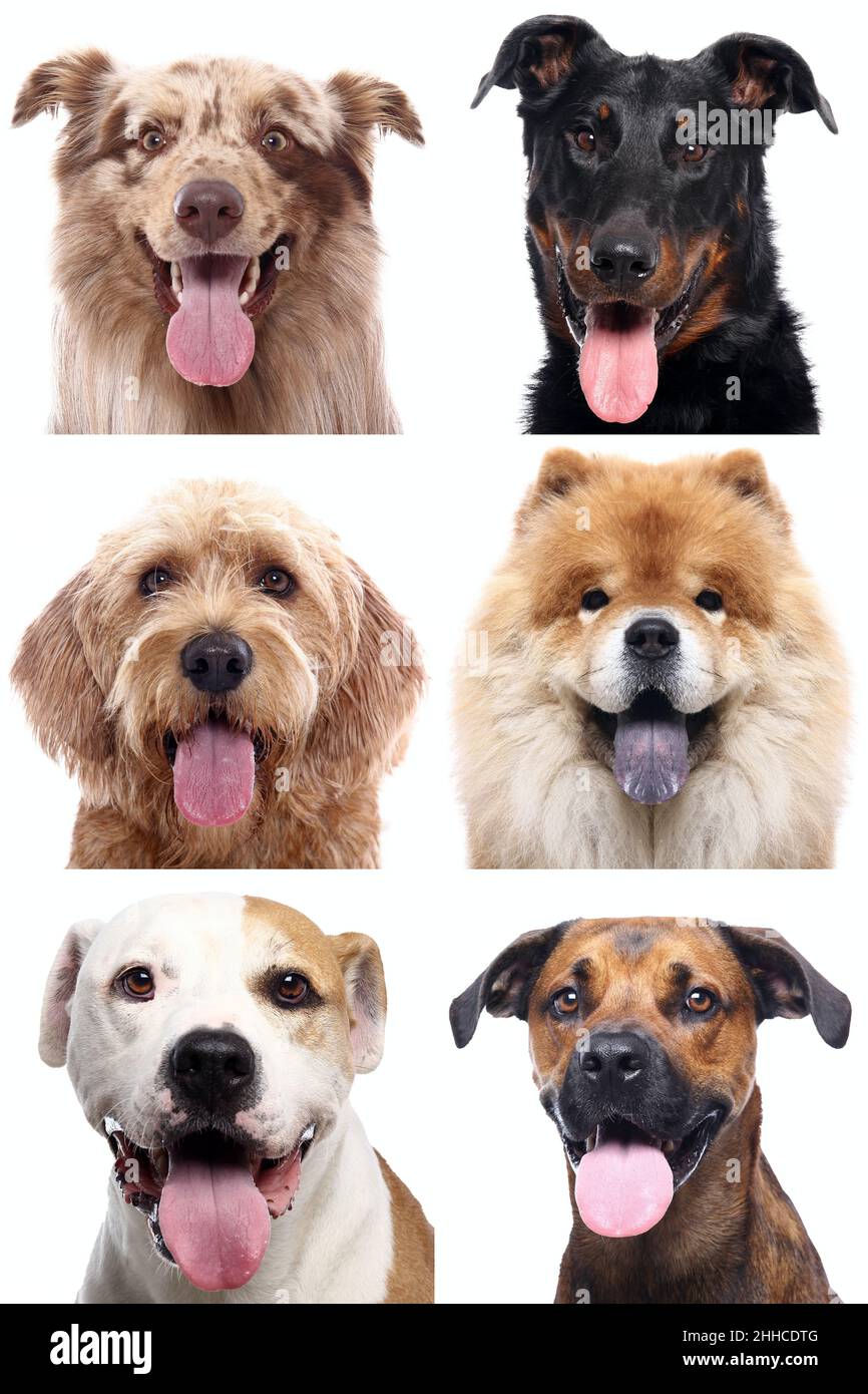 Group of beautiful dogs in front of a white background Stock Photo - Alamy