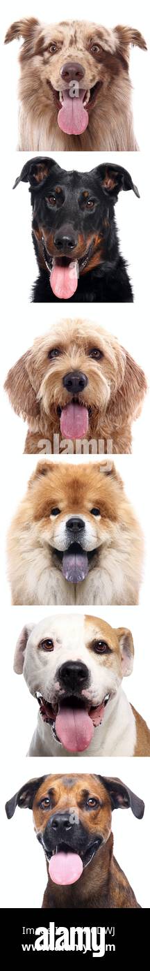 Group of beautiful dogs in front of a white background Stock Photo - Alamy