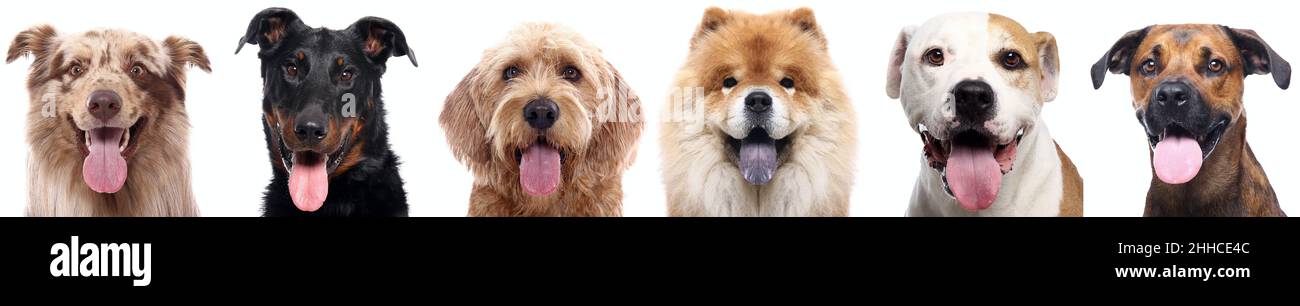 Group of beautiful dogs in front of a white background Stock Photo - Alamy