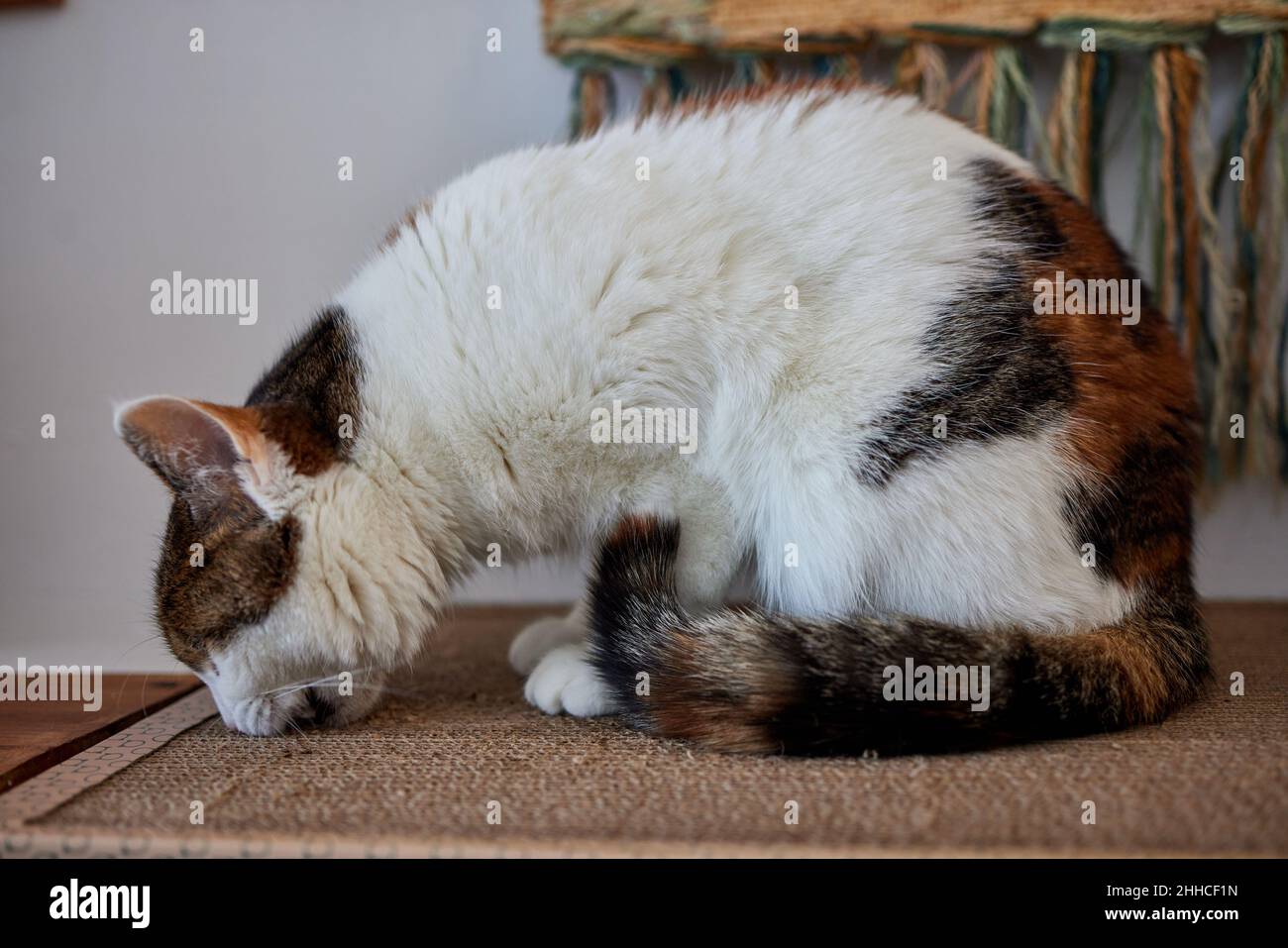 Cat Scratching and biting.Claws on the scratching post Stock Photo Alamy