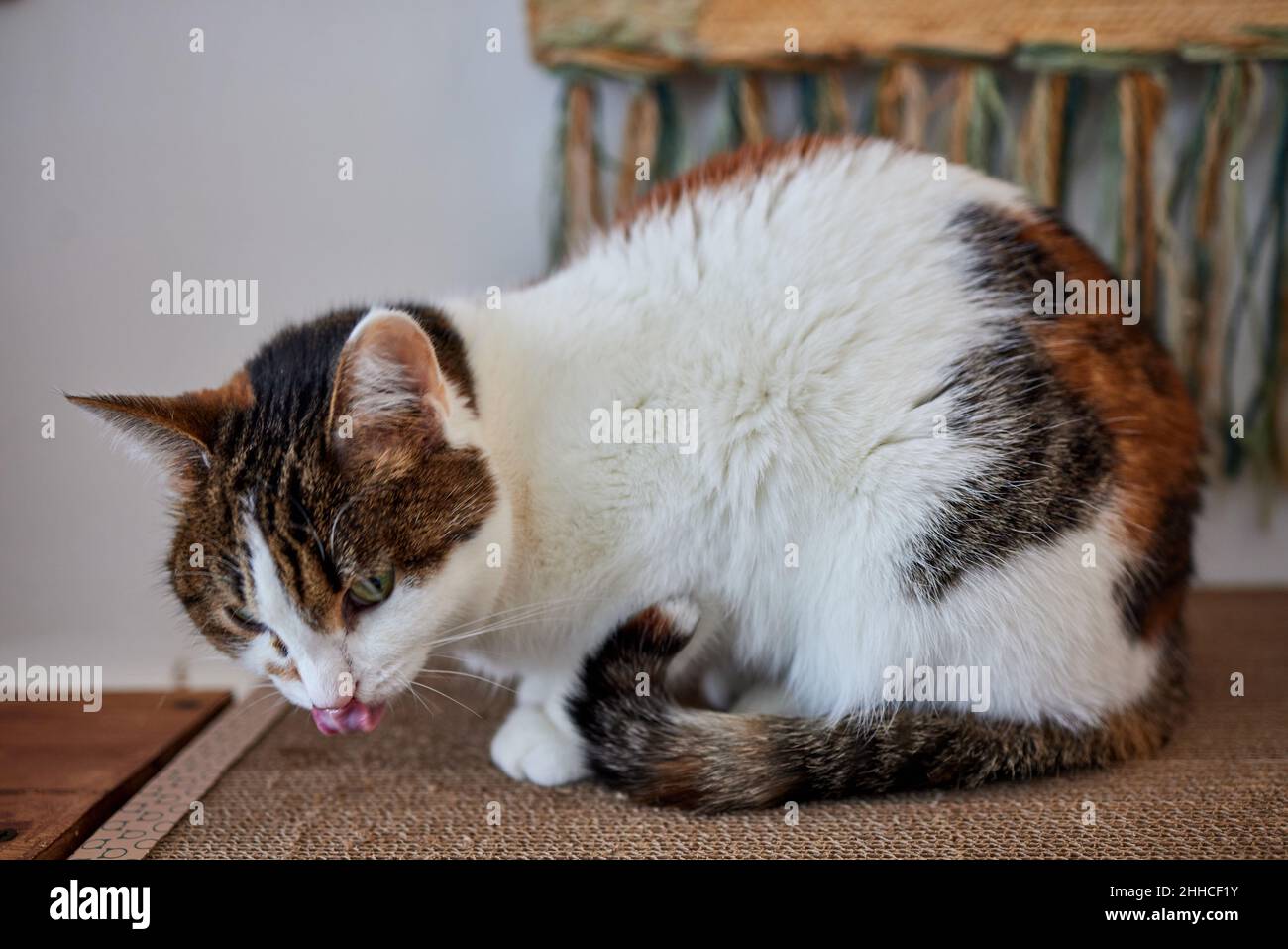 Cat Scratching and biting.Claws on the scratching post Stock Photo Alamy