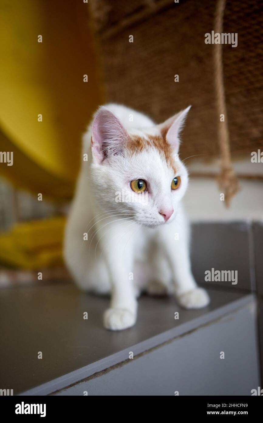 Cat Scratching and biting.Claws on the scratching post Stock Photo Alamy