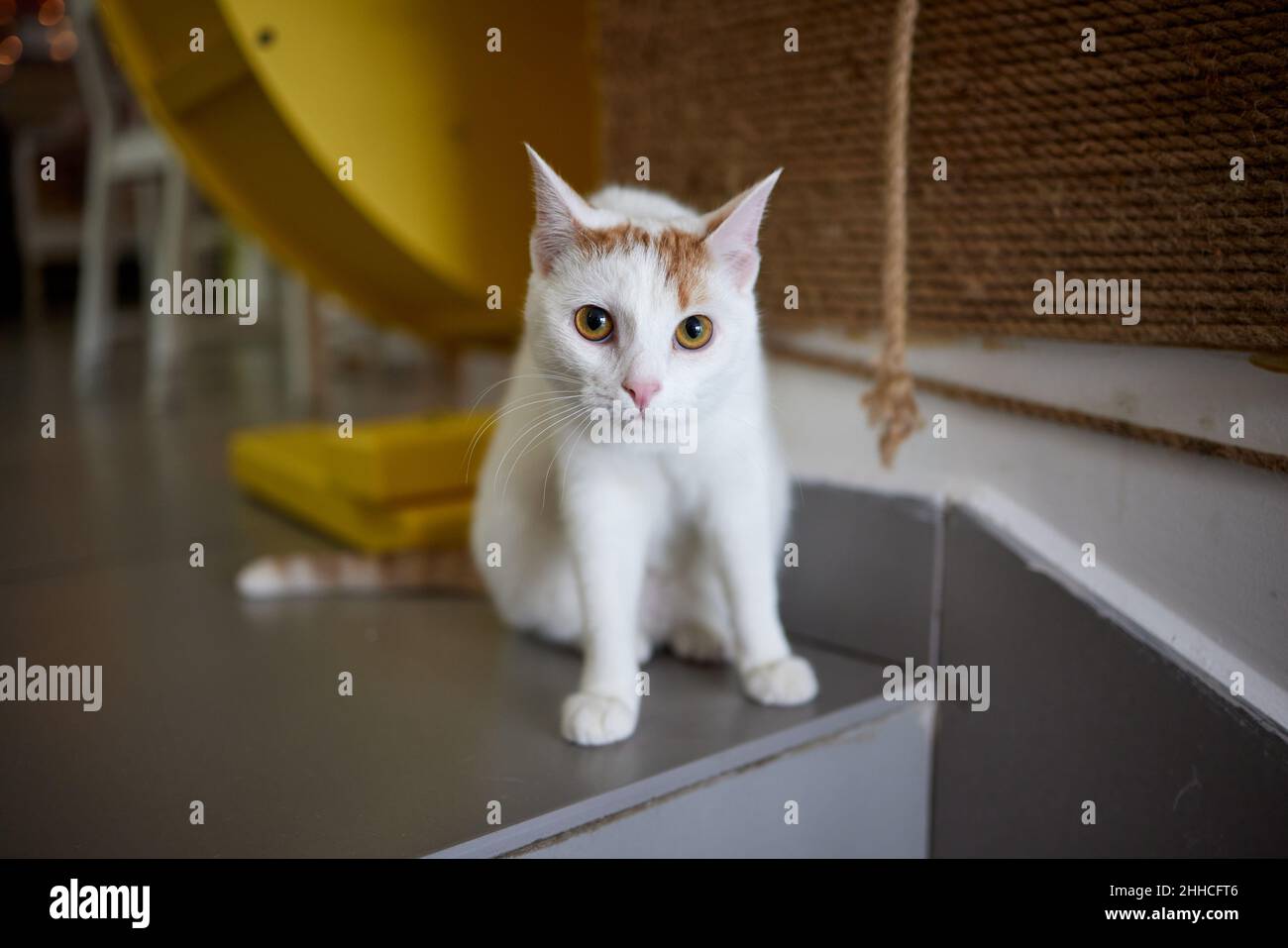 Cat Scratching and biting.Claws on the scratching post Stock Photo - Alamy