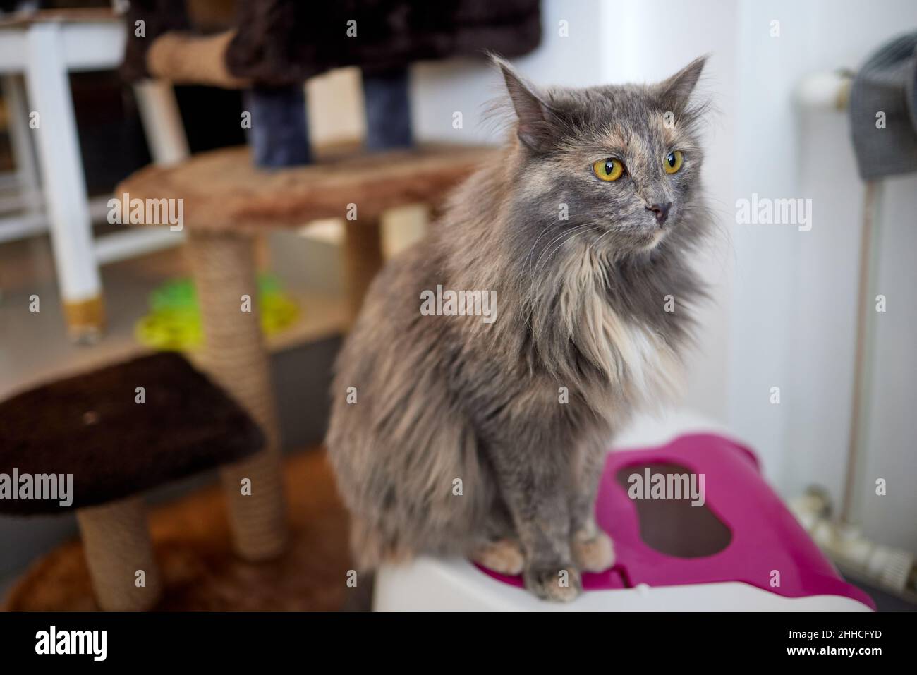 Tabby cat step inside a litter box and poops or pee Stock Photo Alamy