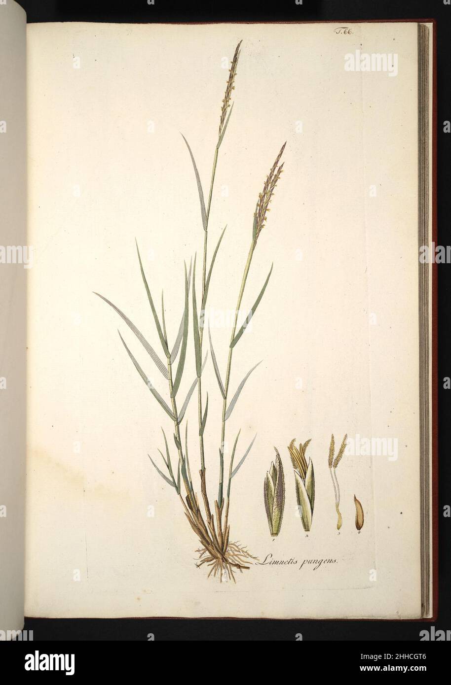 Spartina maritima illustration (01 Stock Photo Alamy