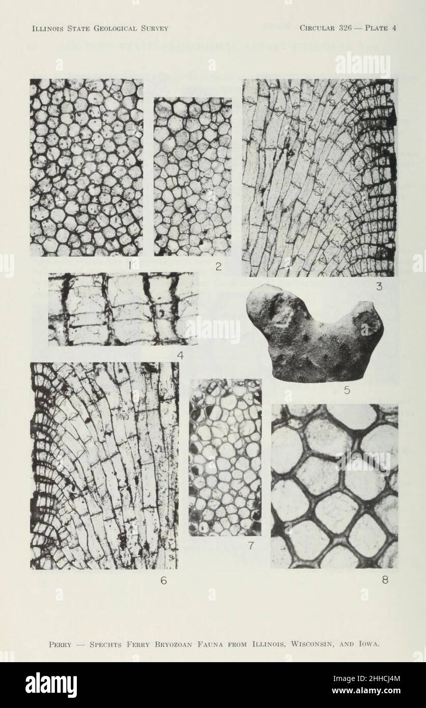 Spechts Ferry (Middle Ordovician) bryozoan fauna from Illinois, Wisconsin, and Iowa (Page 16) Stock Photo
