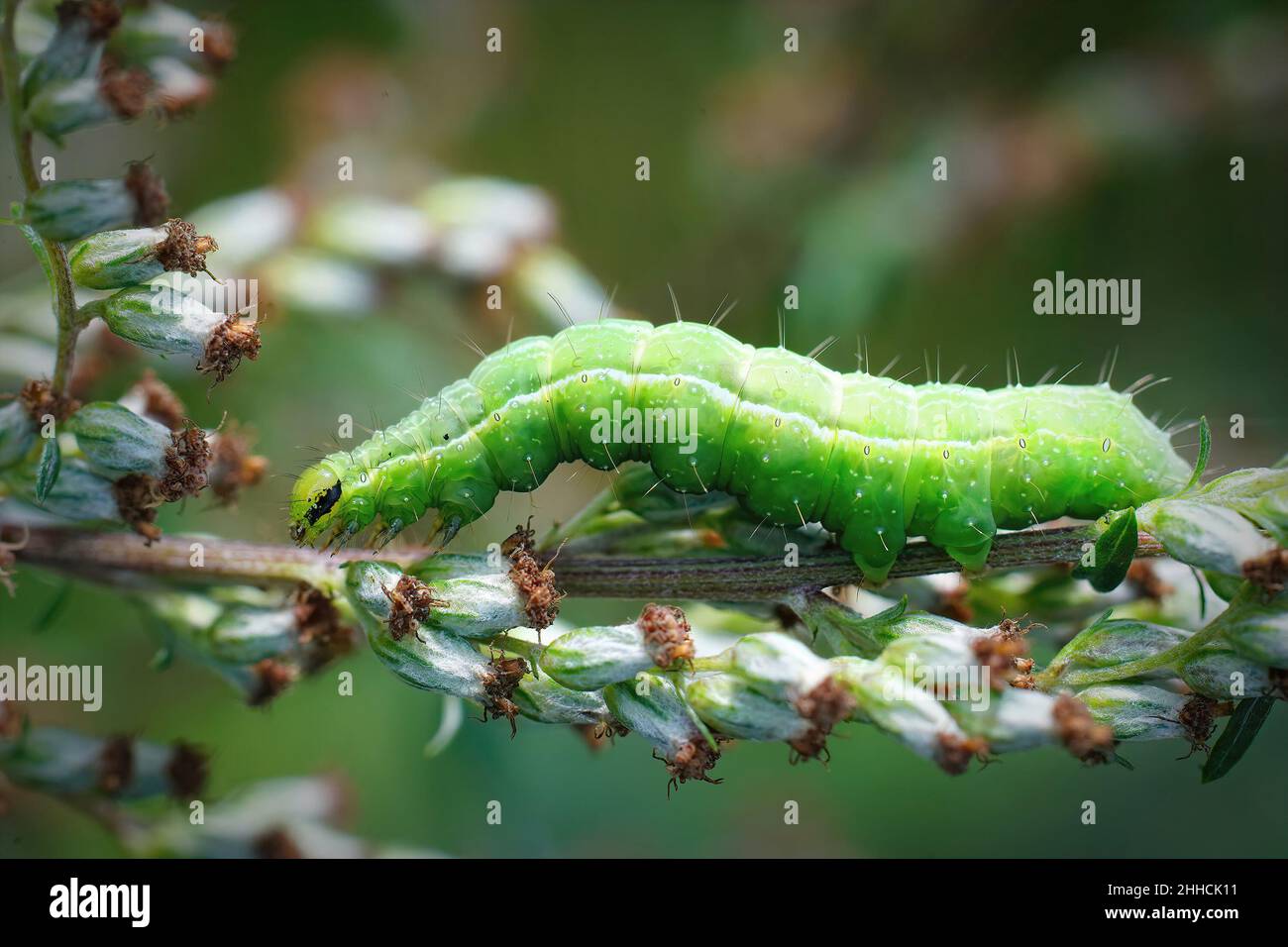 Silver Y Moth Caterpillar Hi res Stock Photography And Images Alamy silver-y-moth-caterpillar-hi-res-stock-photography-and-images-alamy