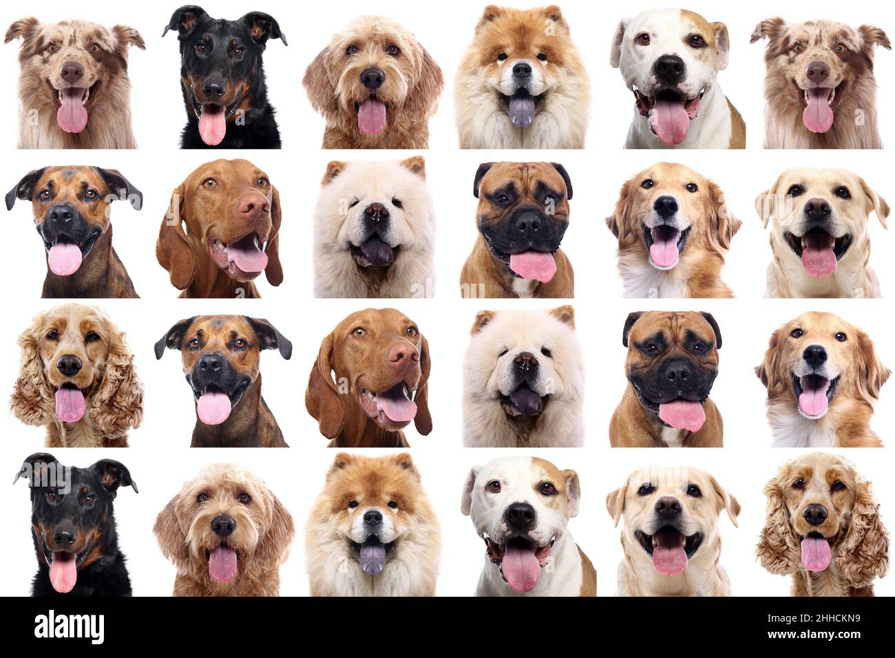 Group of beautiful dogs in front of a white background Stock Photo - Alamy