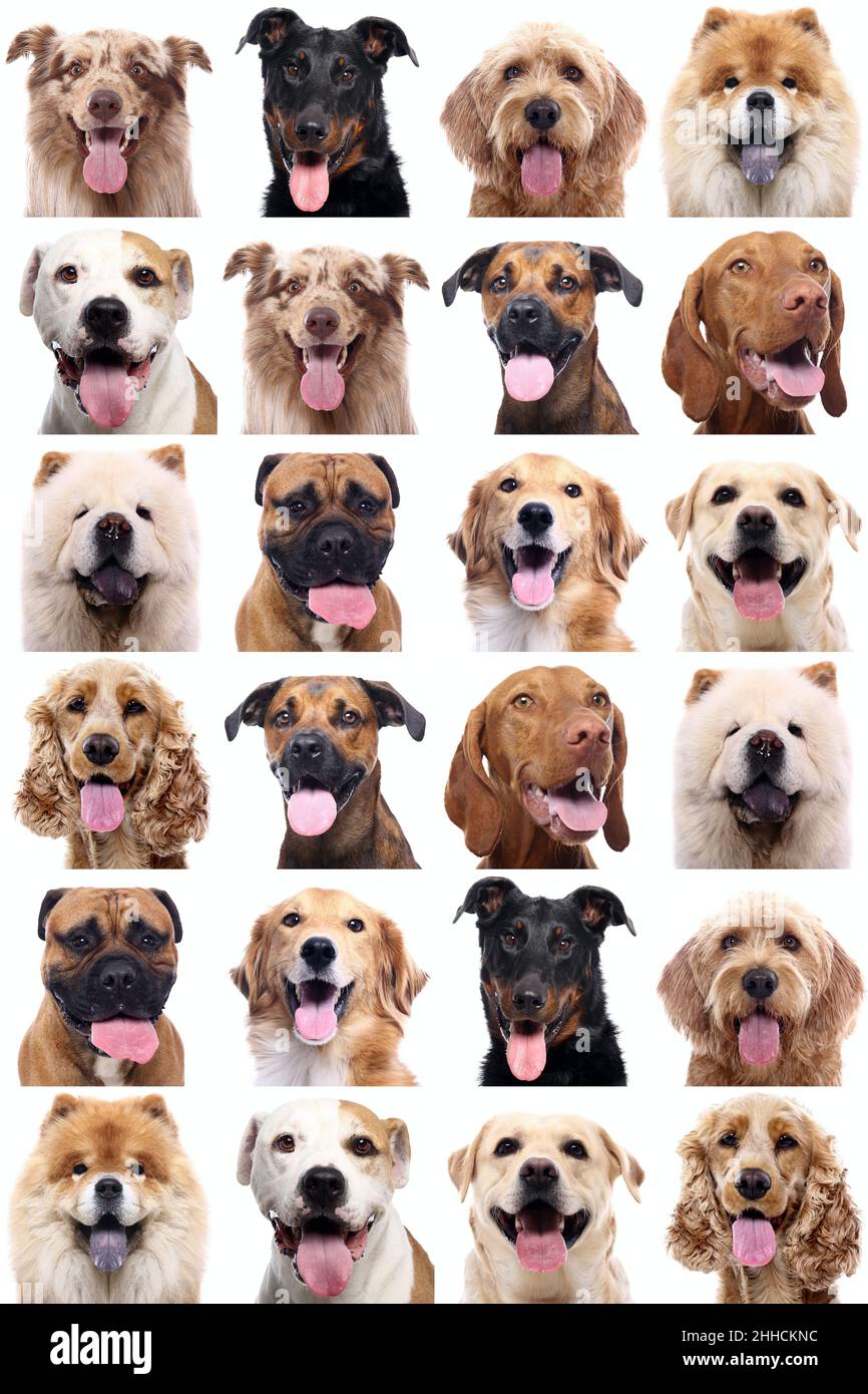 Group of beautiful dogs in front of a white background Stock Photo - Alamy