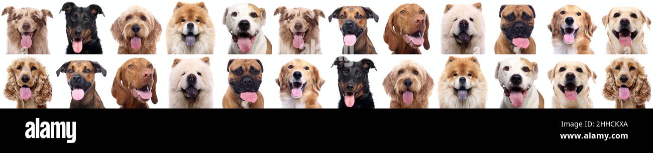 Group of beautiful dogs in front of a white background Stock Photo - Alamy