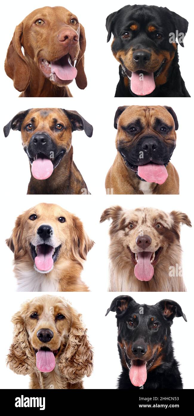 Group of beautiful dogs in front of a white background Stock Photo - Alamy