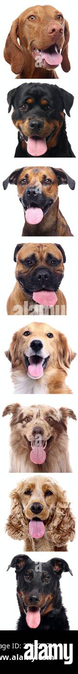 Group of beautiful dogs in front of a white background Stock Photo - Alamy