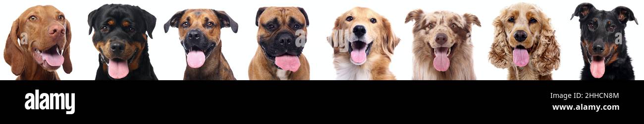 Group of beautiful dogs in front of a white background Stock Photo - Alamy