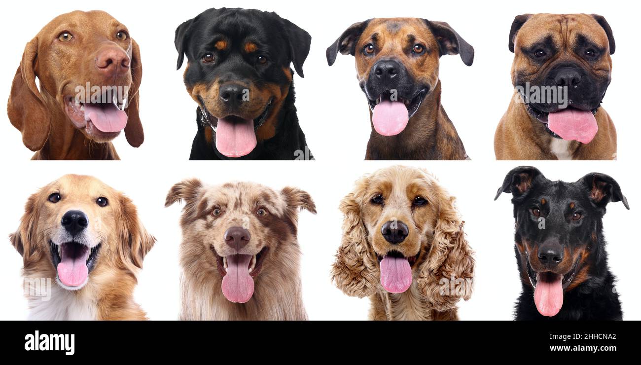 Group of beautiful dogs in front of a white background Stock Photo - Alamy